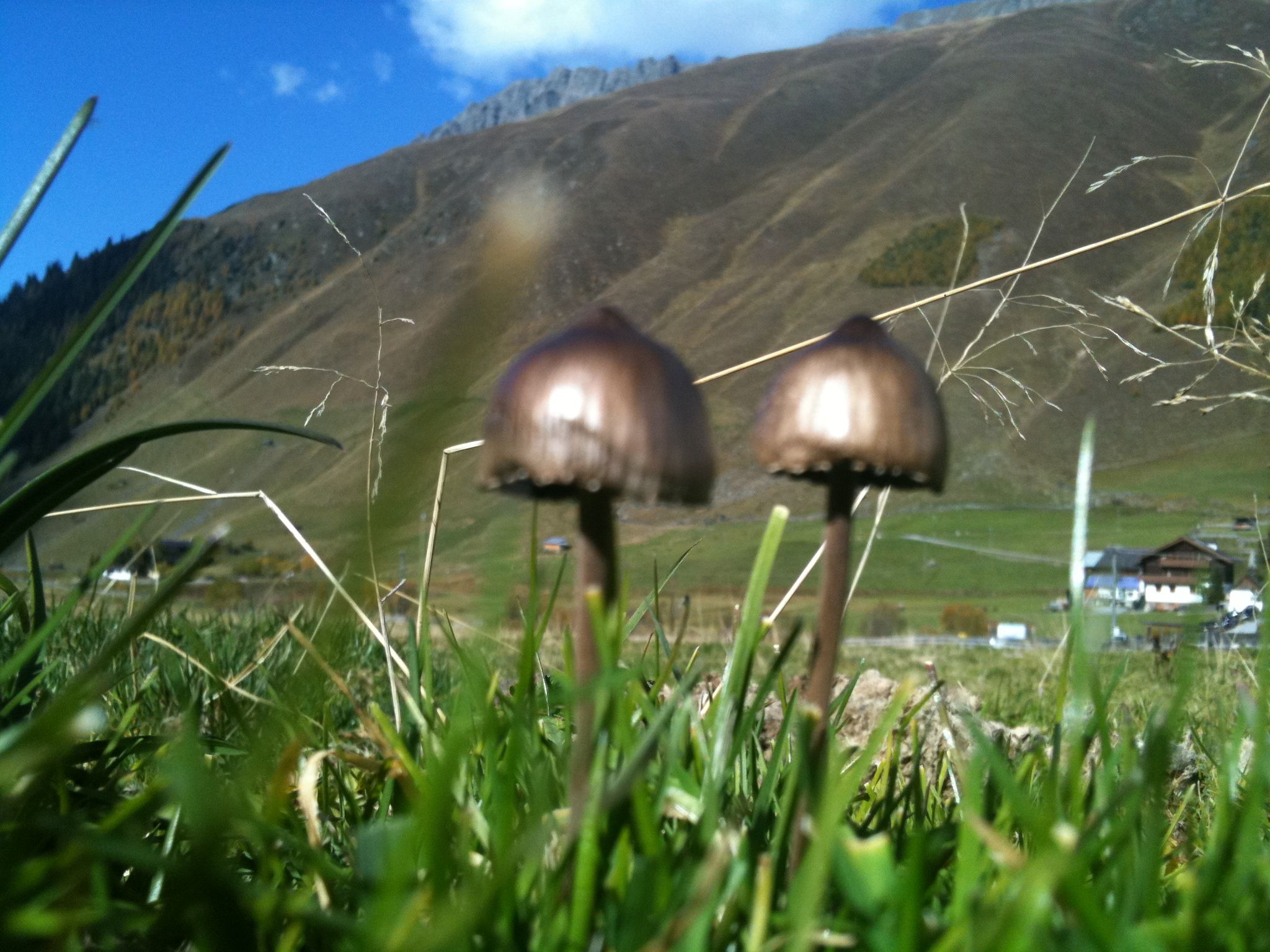 Panaeolus subbalteatus